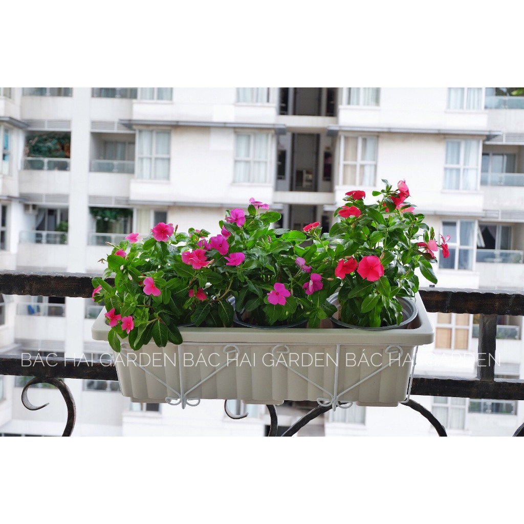 Chậu hoa dừa cạn treo ban công bao gồm móc treo sắt- Cây ngoại thất- Cây xanh ban công siêng hoa chịu nắng