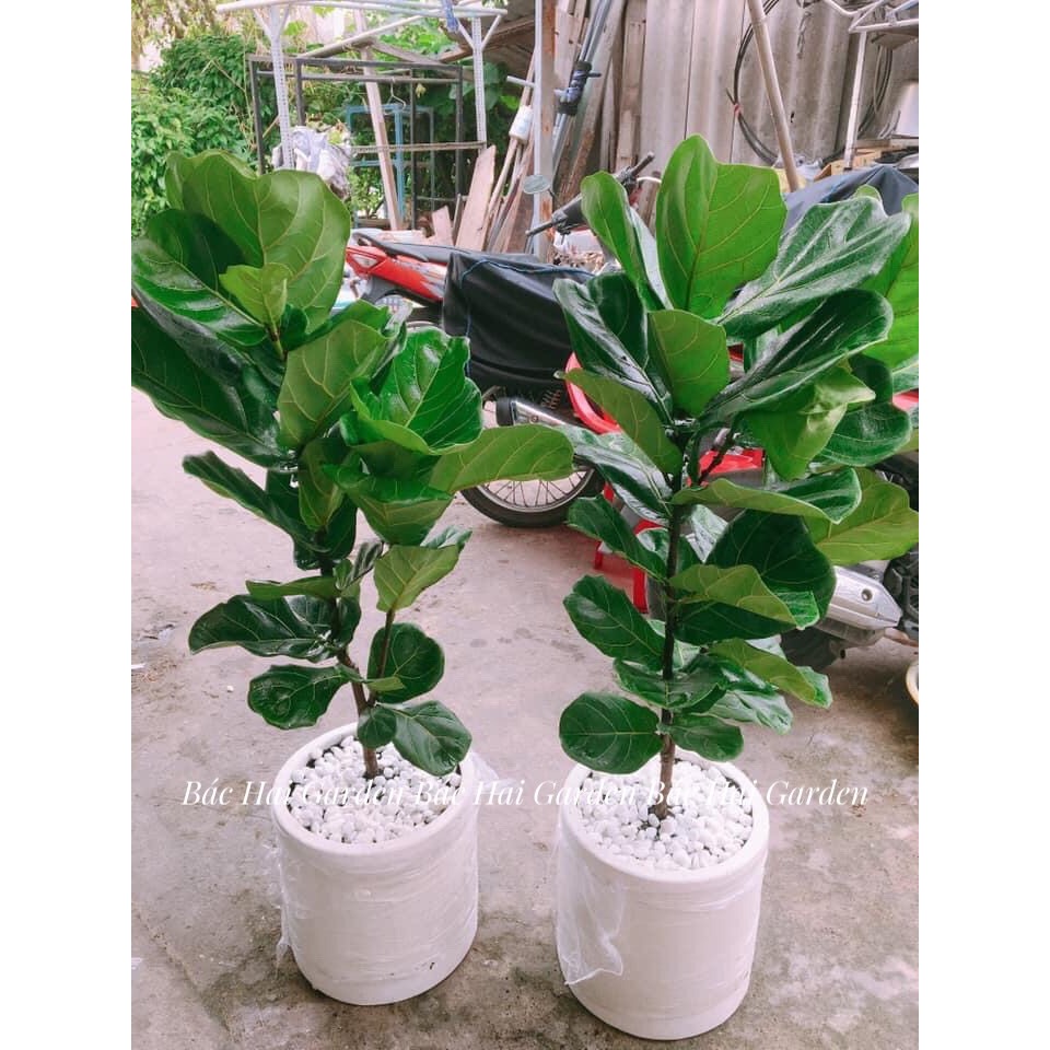 Bàng Singapore kèm chậu xi măng trụ trắng cao cấp- Cây nội ngoại thất cao cấp