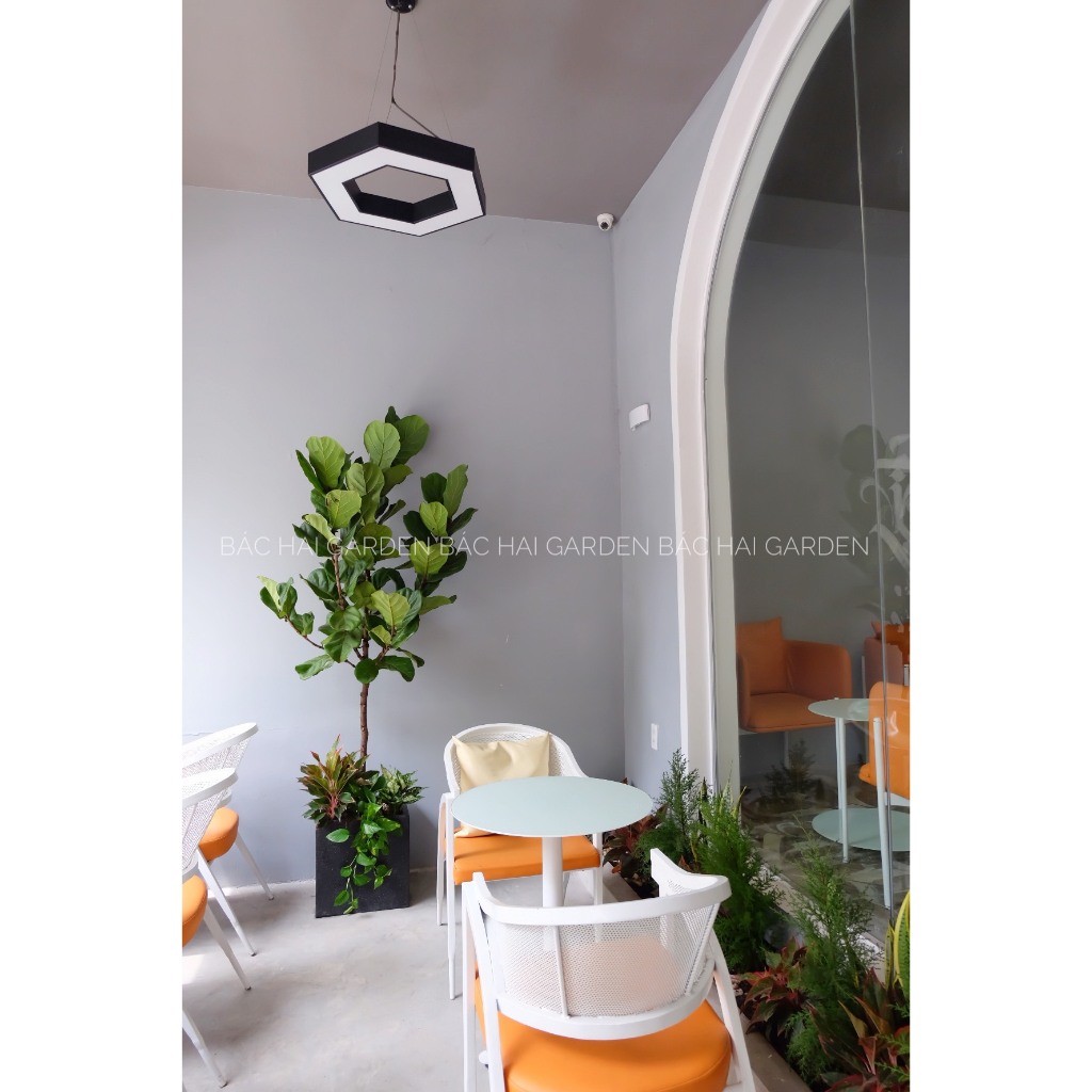 Chậu Bàng Singapore mix phú quý, ngọc ngân size 1m6-1m8 decor quán đẹp- Cây nội ngoại thất- Cây xanh trang trí