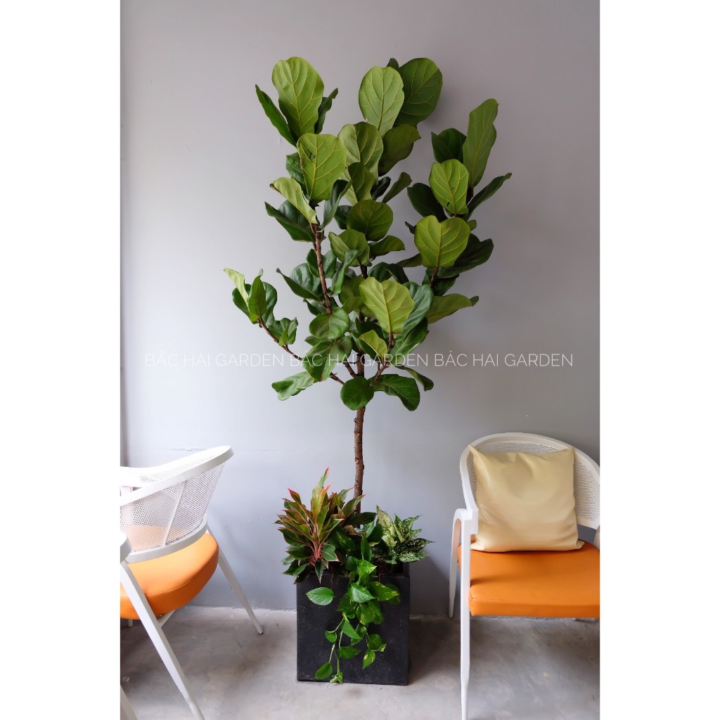 Chậu Bàng Singapore mix phú quý, ngọc ngân size 1m6-1m8 decor quán đẹp- Cây nội ngoại thất- Cây xanh trang trí
