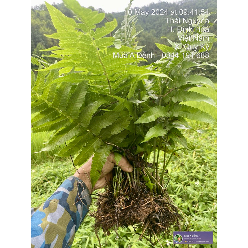 Cây Rau Dớn (Rau Rớn) | Shopee Việt Nam