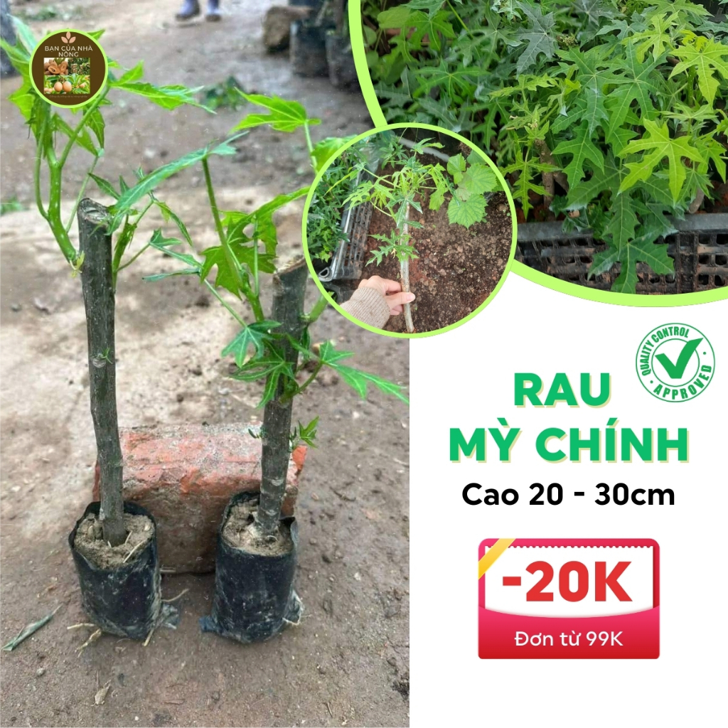 Cây giống rau mỳ chính, rau bina chaya có bầu đất cành rễ khỏe | Shopee ...