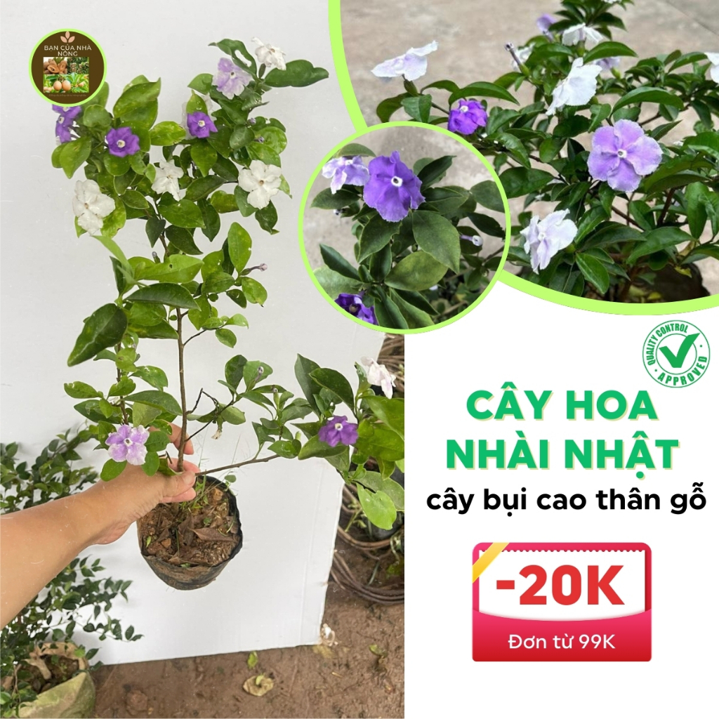 Cây hoa nhài Nhật bầu bát bụi xum hoa có hương thơm dịu và màu sắc bắt ...