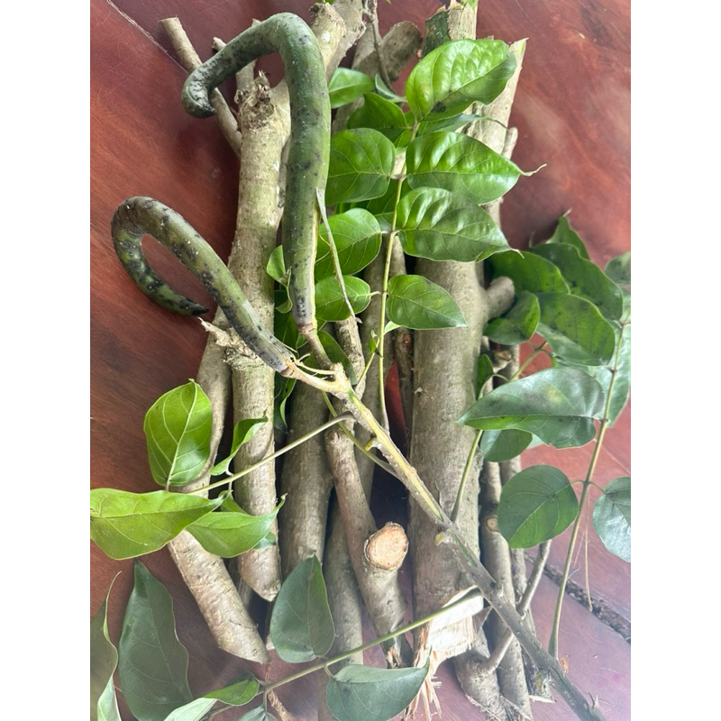 1kg thân cây quao tươi | Shopee Việt Nam