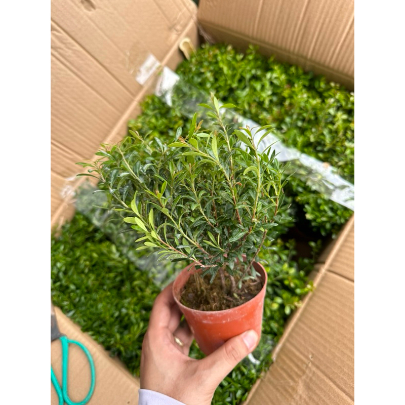 Cây Tiểu Diệp Xích Nam setup trong terarium,bình thuỷ tinh