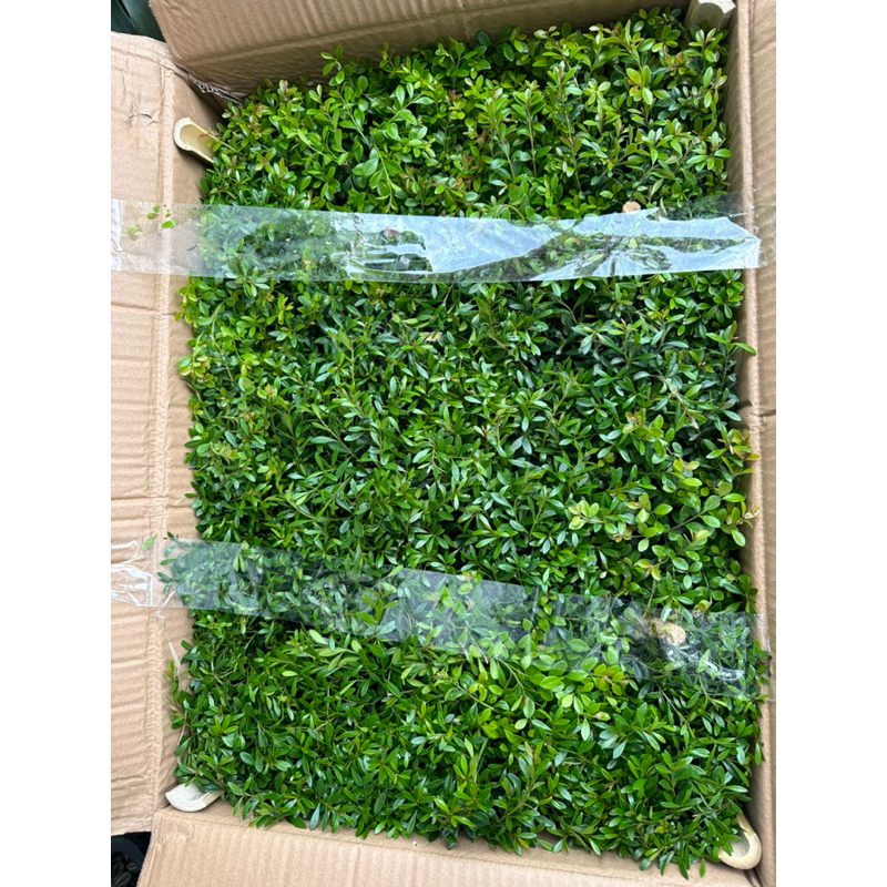 Cây Tiểu Diệp Xích Nam setup trong terarium,bình thuỷ tinh