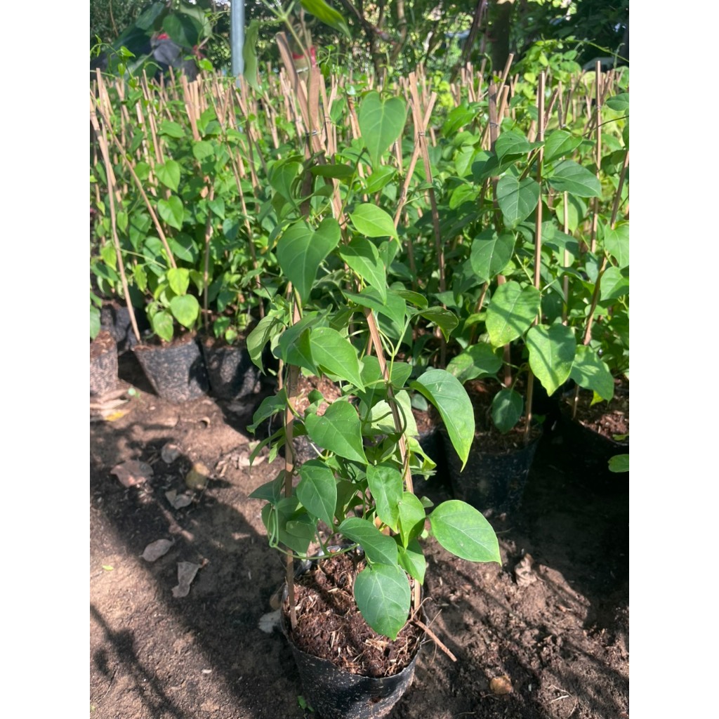Cây giống Lá giang | Shopee Việt Nam