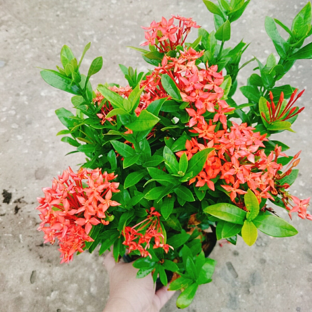 Cây Bông Trang Thái Hoa Đỏ