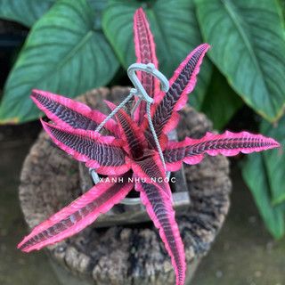Dứa hồng phụng - Cryptanthus ‘Elaine’ - Dễ chăm sóc, trồng được bán cạn, hồ thuỷ sinh - |Vườn Như Ngọc| Đã bật hoả tốc