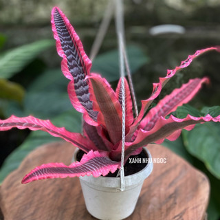 Dứa hồng phụng - Cryptanthus ‘Elaine’ - Dễ chăm sóc, trồng được bán cạn, hồ thuỷ sinh - |Vườn Như Ngọc| Đã bật hoả tốc