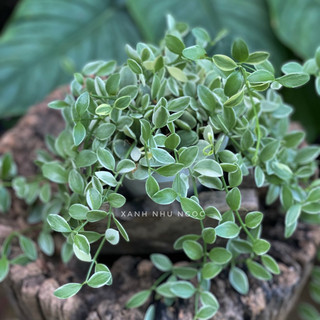Chậu treo Lan Hạt Dưa cẩm thạch rũ decor xinh đẹp và tiết kiệm - |Vườn Như Ngọc| - Đã thêm vận chuyển Hoả tốc
