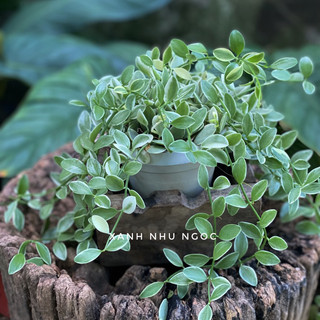 Chậu treo Lan Hạt Dưa cẩm thạch rũ decor xinh đẹp và tiết kiệm - |Vườn Như Ngọc| - Đã thêm vận chuyển Hoả tốc