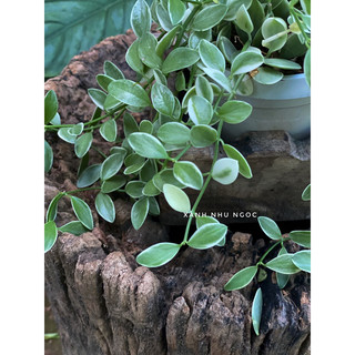 Chậu treo Lan Hạt Dưa cẩm thạch rũ decor xinh đẹp và tiết kiệm - |Vườn Như Ngọc| - Đã thêm vận chuyển Hoả tốc
