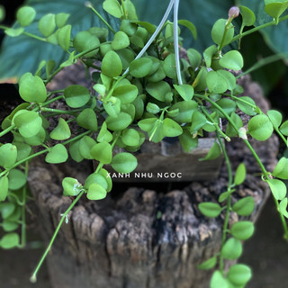 Lan Đô La - Decor ban công, khung cửa sổ đẹp, dễ chăm sóc - |Vườn Như Ngọc| - Đã thêm Vận chuyền Hoả Tốc