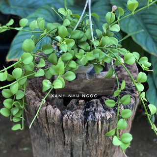 Lan Đô La - Decor ban công, khung cửa sổ đẹp, dễ chăm sóc - |Vườn Như Ngọc| - Đã thêm Vận chuyền Hoả Tốc