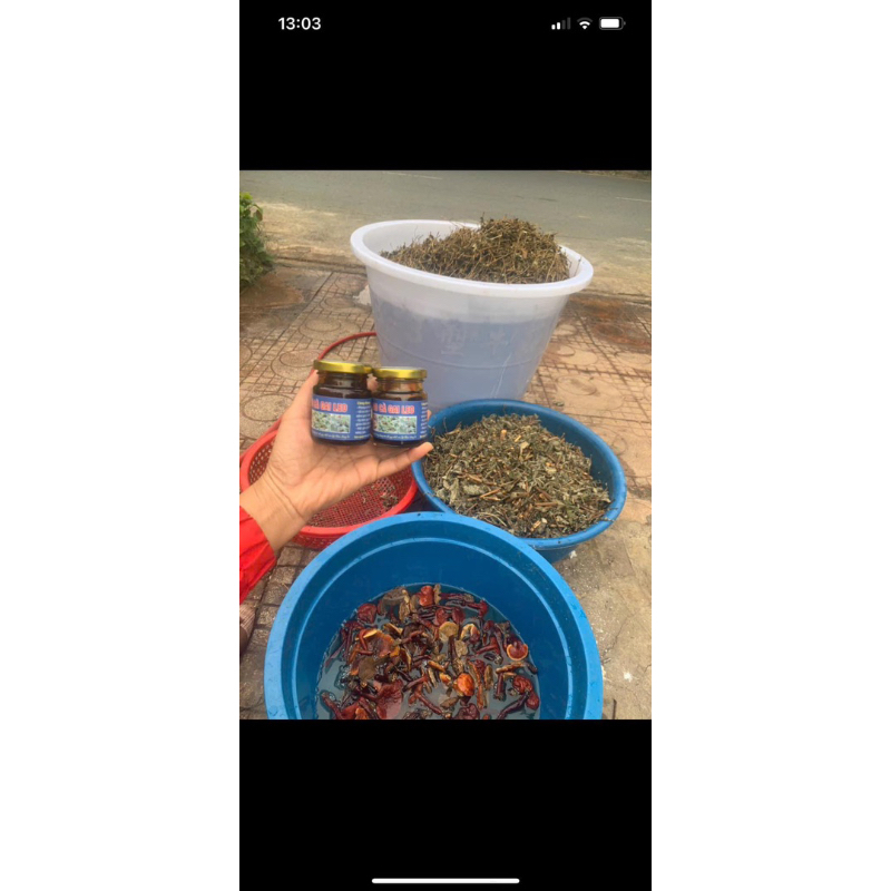 Cao Cà Gai Leo , Nấm Lim Xanh 100gr(Thơm,Dễ uống)