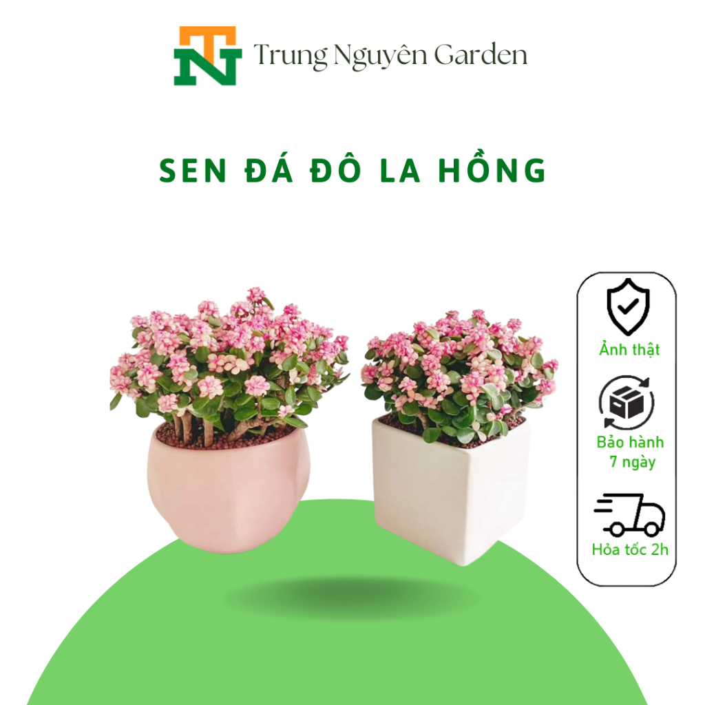 (36) Cây sen đá đô la hồng, cây nội thất để bàn. | Shopee Việt Nam