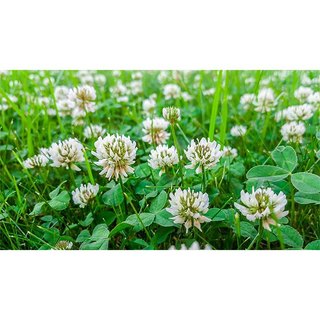 HẠT GIỐNG CỎ BA LÁ MAY MẮN - GÓI 200 HẠT
