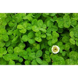 HẠT GIỐNG CỎ BA LÁ MAY MẮN - GÓI 200 HẠT