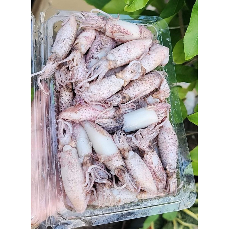 Mực sim hấp thuyền, chuẩn hàng mực sim hấp hộp 500gram (GIAO HOẢ TỐC ...