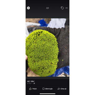 Rêu sao trang trí,làm nền trong terrarium ,bán cạn, bonsai rất đẹp