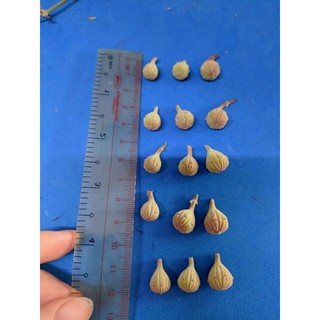 Khuôn silicon nụ hoa bằng lăng (3 size)