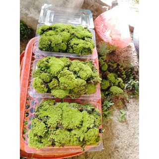 Rêu sao trang trí,làm nền trong terrarium ,bán cạn, bonsai rất đẹp