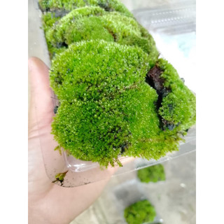 Rêu sao trang trí,làm nền trong terrarium ,bán cạn, bonsai rất đẹp