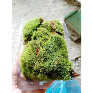 Rêu sao trang trí,làm nền trong terrarium ,bán cạn, bonsai rất đẹp