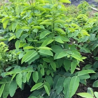 HẠT GIỐNG RAU NGÓT - 50 Hạt