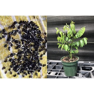 HẠT GIỐNG RAU NGÓT - 50 Hạt