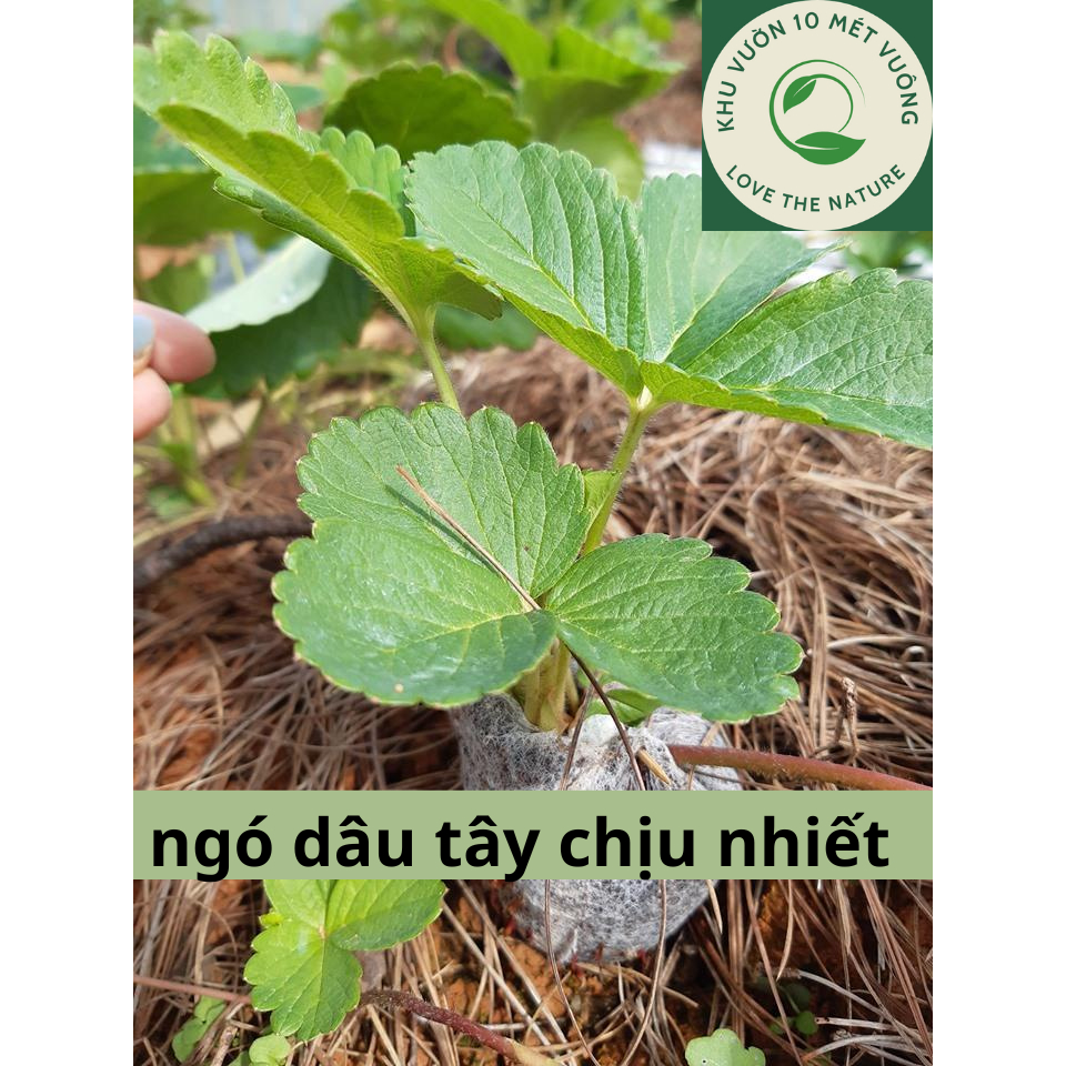 Combo 10 ngó dâu tây Hana chịu nhiệt - Cây giống chất lượng, dễ trồng thu hoạch sau 2 tháng