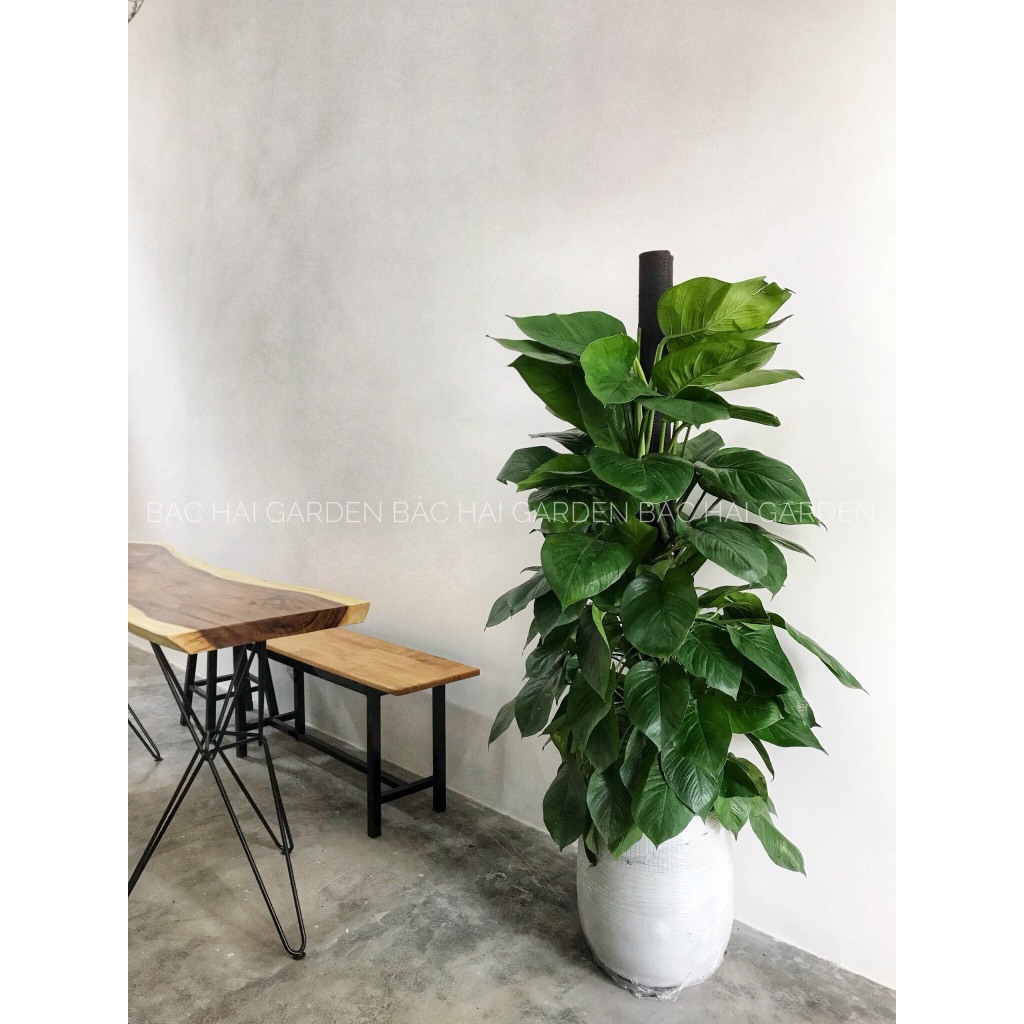 Chậu cây trầu bà cột kèm chậu xi măng - Cây nội ngoại thất cao cấp- Câyxanh văn phòng