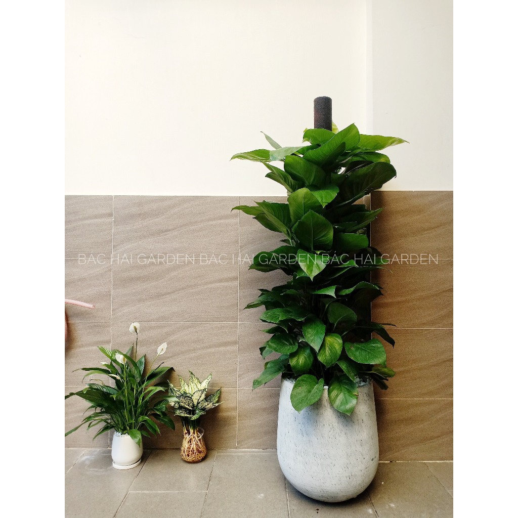 Chậu cây trầu bà cột kèm chậu xi măng - Cây nội ngoại thất cao cấp- Câyxanh văn phòng
