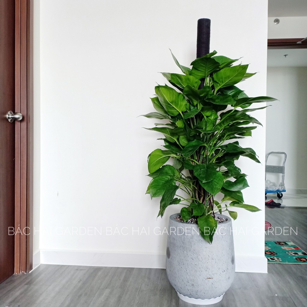 Chậu cây trầu bà cột kèm chậu xi măng - Cây nội ngoại thất cao cấp- Câyxanh văn phòng