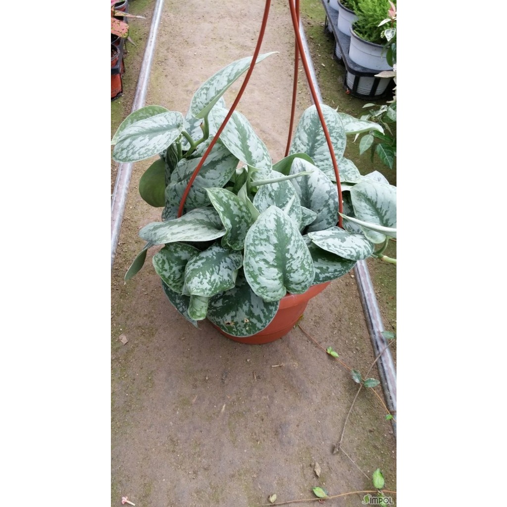 Chậu cây Trầu bà lụa để bàn- Cây nội ngoại thất- Cây trang trí văn phòng, nhà ở