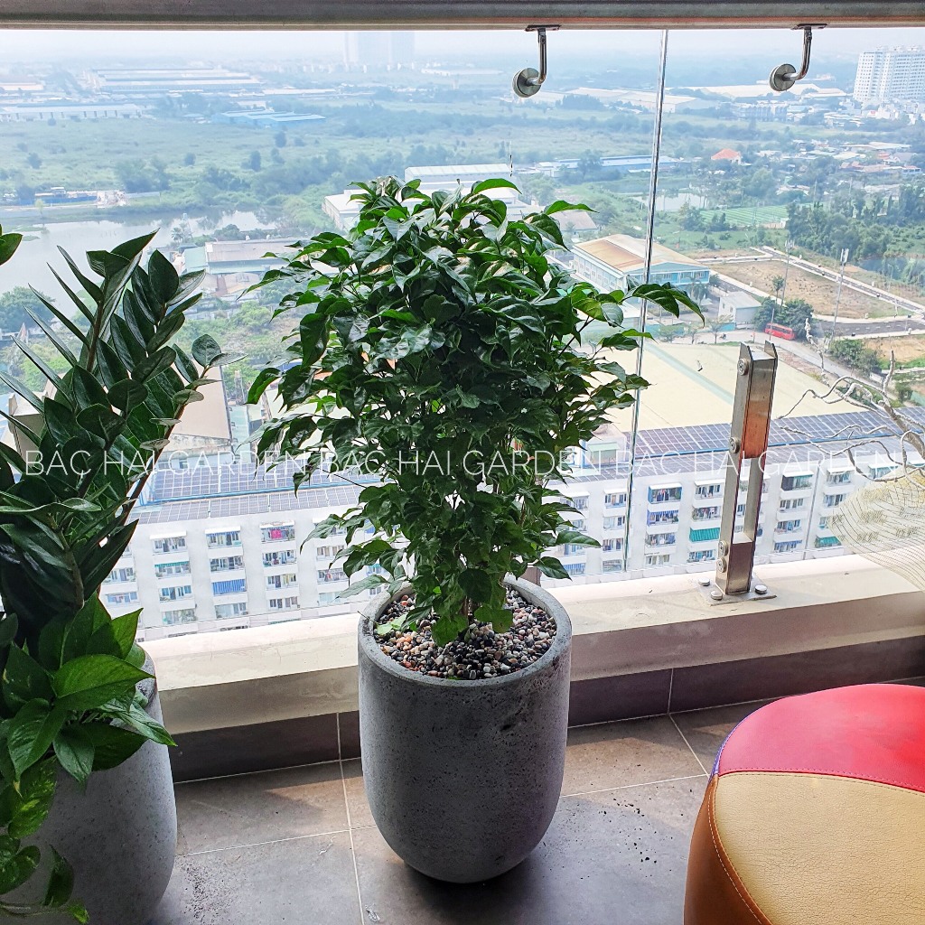 Chậu cây Hạnh phúc để sàn 80-100cm- Cây nội ngoại thất cao cấp