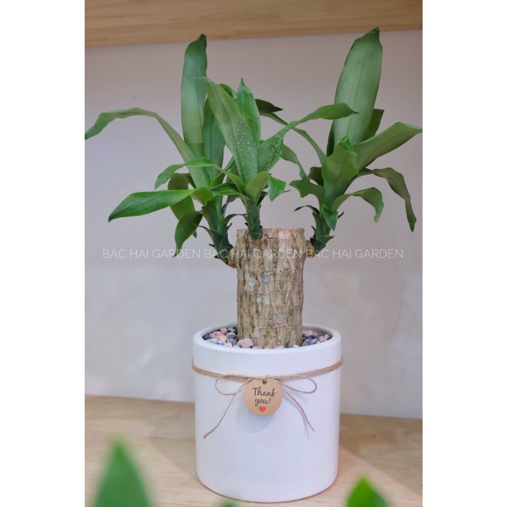 Cây Phát tài khúc- Thiết mộc lan chậu để bàn kèm chậu men sứ cao cấp- Cây nội ngoại thất- Cây xanh trang trí văn phòng