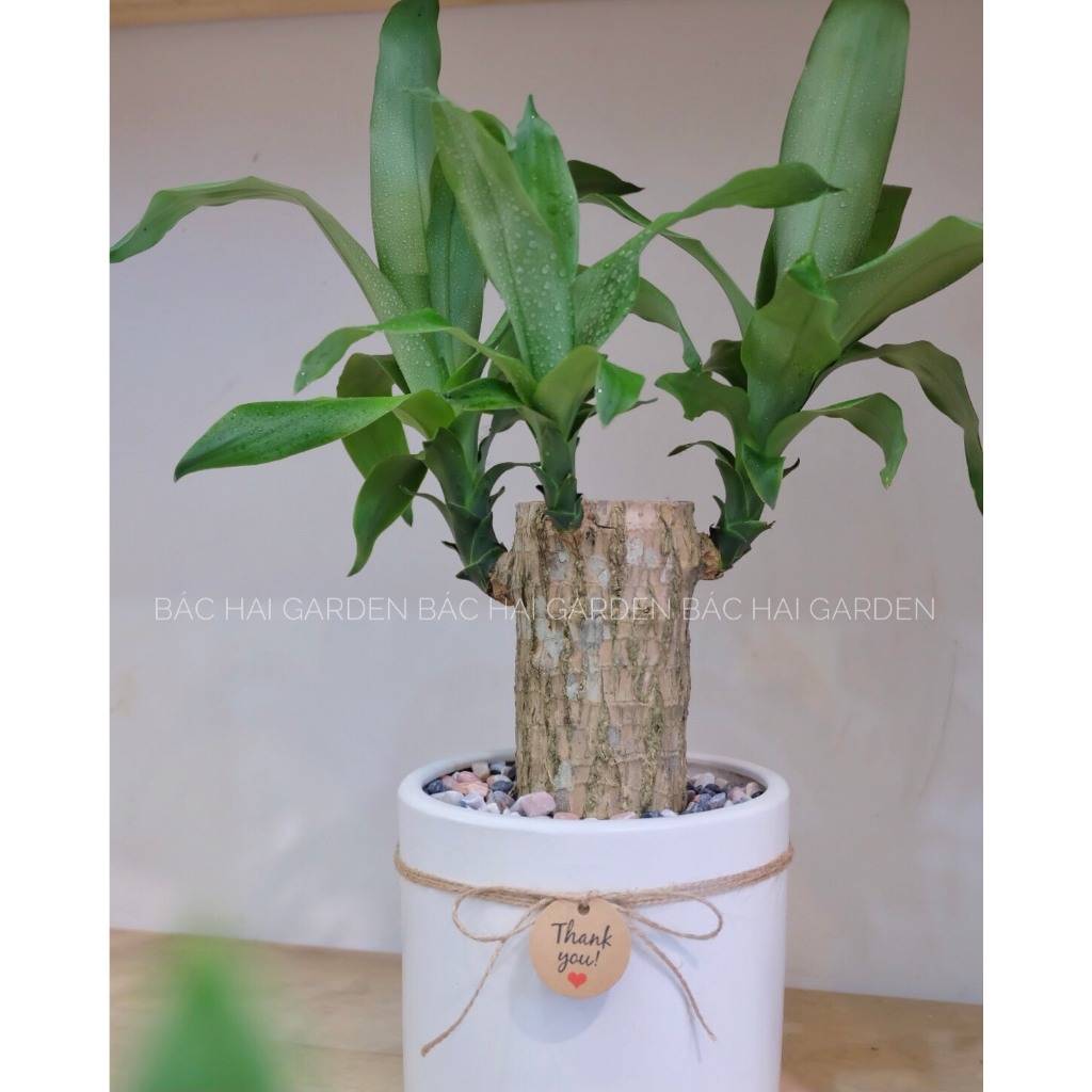 Cây Phát tài khúc- Thiết mộc lan chậu để bàn kèm chậu men sứ cao cấp- Cây nội ngoại thất- Cây xanh trang trí văn phòng