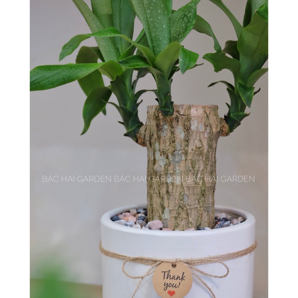 Cây Phát tài khúc- Thiết mộc lan chậu để bàn kèm chậu men sứ cao cấp- Cây nội ngoại thất- Cây xanh trang trí văn phòng