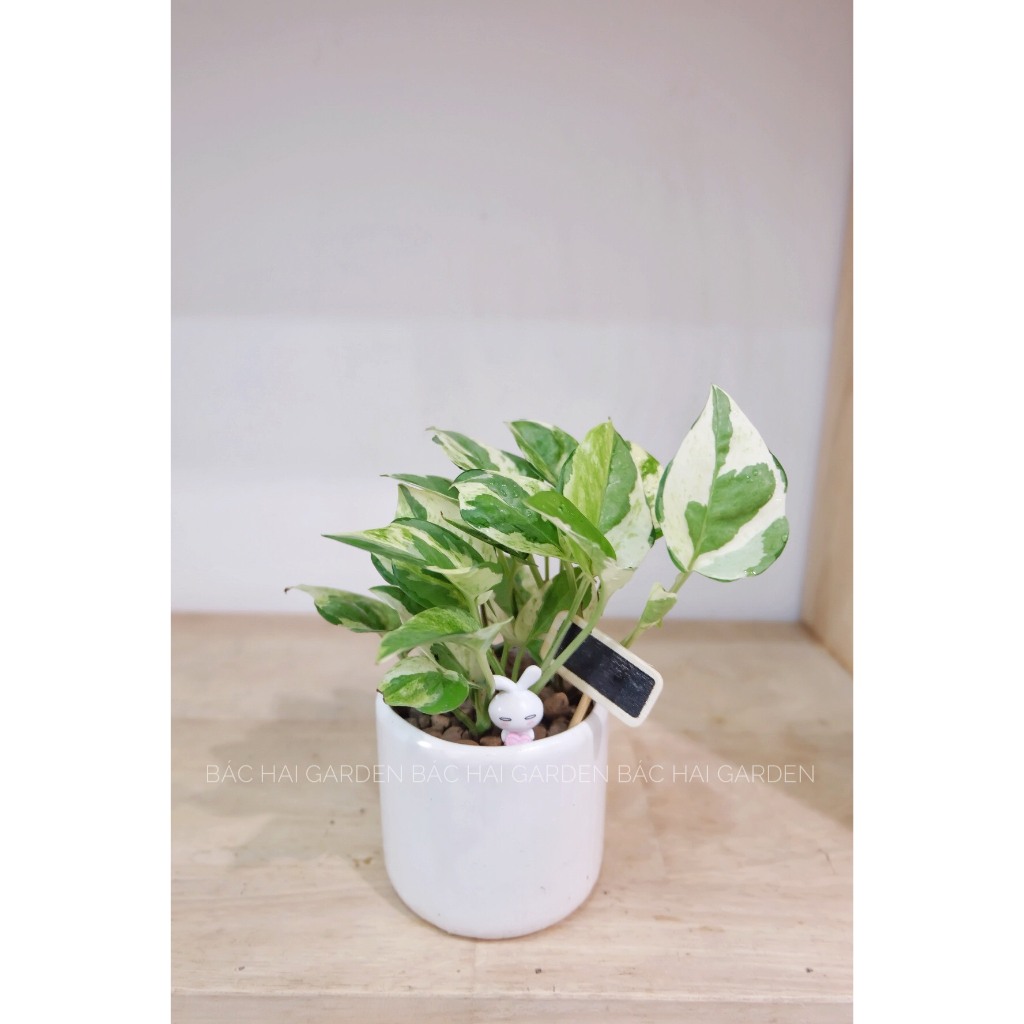 Chậu cây Trầu bà sữa mini để bàn- Cây nội ngoại thất
