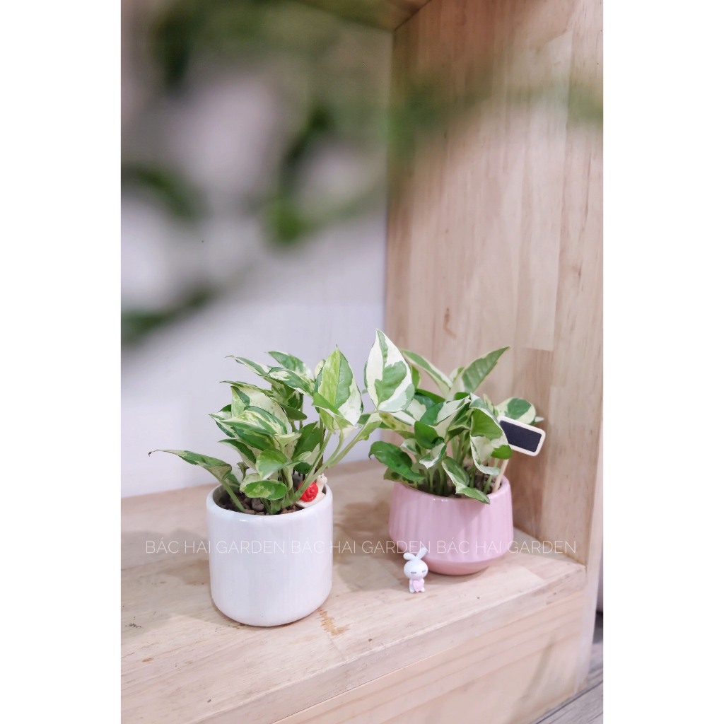 Chậu cây Trầu bà sữa mini để bàn- Cây nội ngoại thất