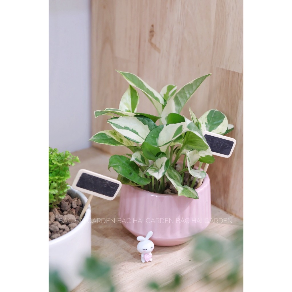 Chậu cây Trầu bà sữa mini để bàn- Cây nội ngoại thất