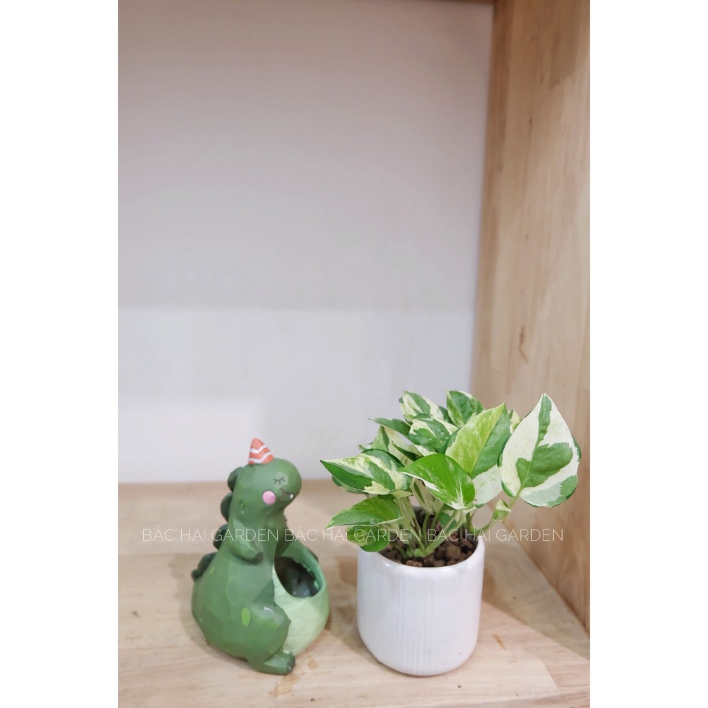 Chậu cây Trầu bà sữa mini để bàn- Cây nội ngoại thất