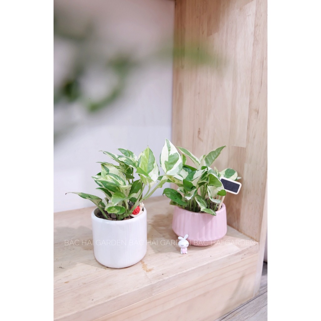 Chậu cây Trầu bà sữa mini để bàn- Cây nội ngoại thất
