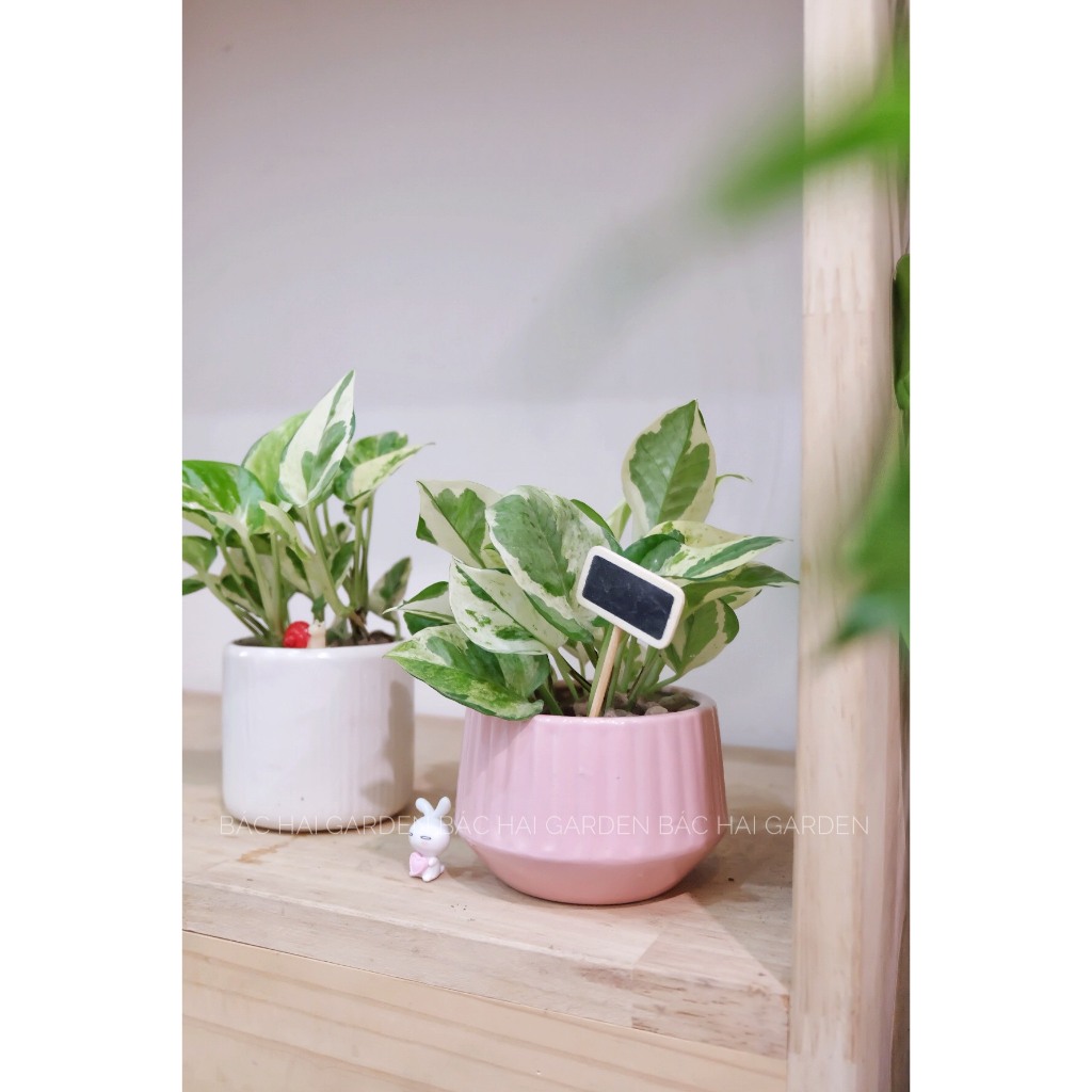 Chậu cây Trầu bà sữa mini để bàn- Cây nội ngoại thất