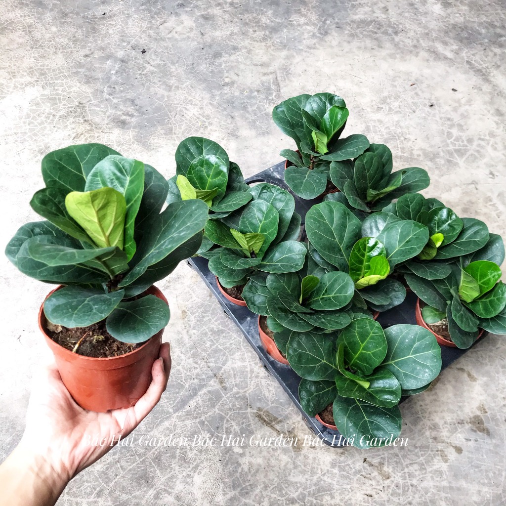 Bàng Singapore mini để bàn,cây khỏe, phát triển tốt trong nhà- Cây nội ngoại thất- Cây xanh trang trí văn phòng