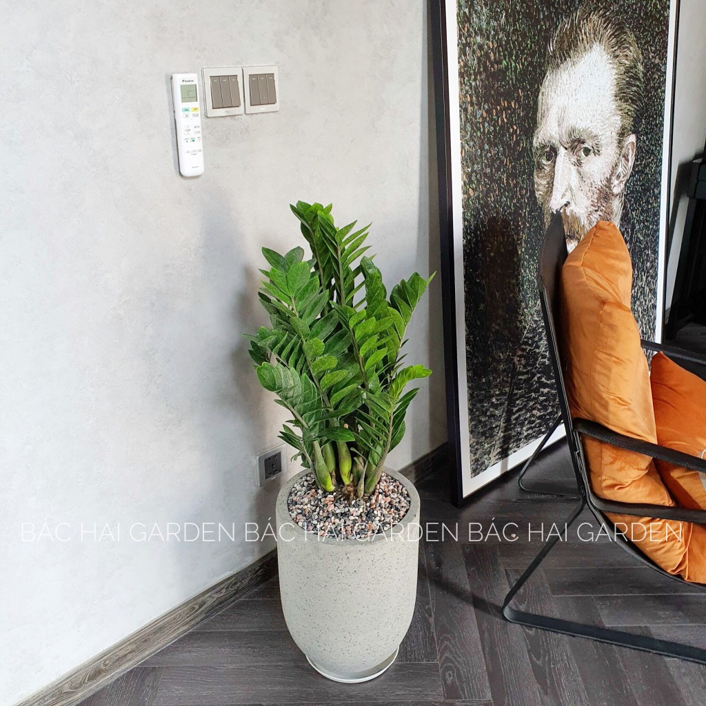 Chậu cây kim tiền để sàn lớn- Cây nội ngoại thất cao cấp- Cây văn phòng có sẵn tại Sài Gòn