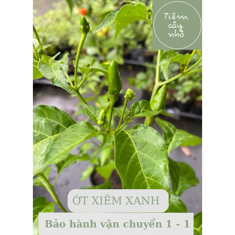 Cây giống ớt xiêm xanh ( Ớt hiểm ) - Chậu ổn định - Chuẩn dòng Tây ...