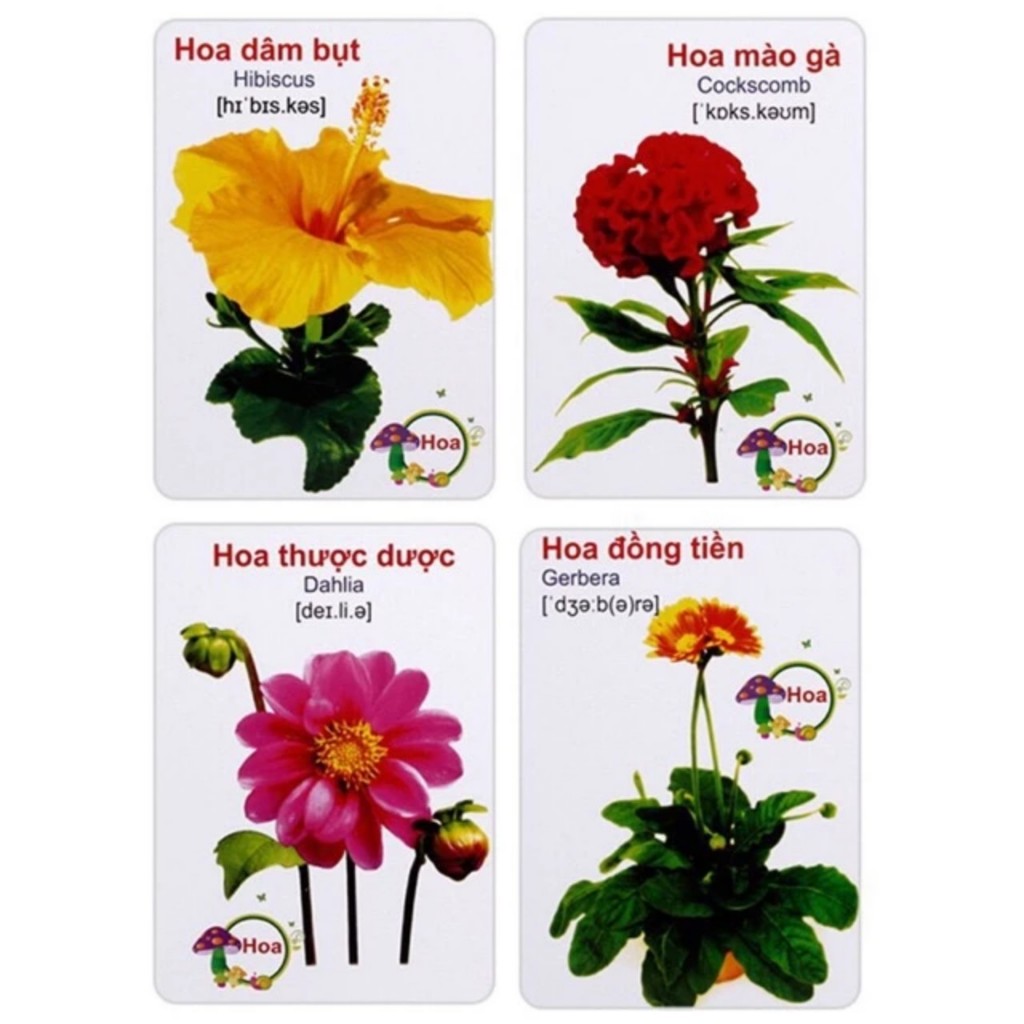 Bộ 416 thẻ học thông minh song ngữ Việt Anh